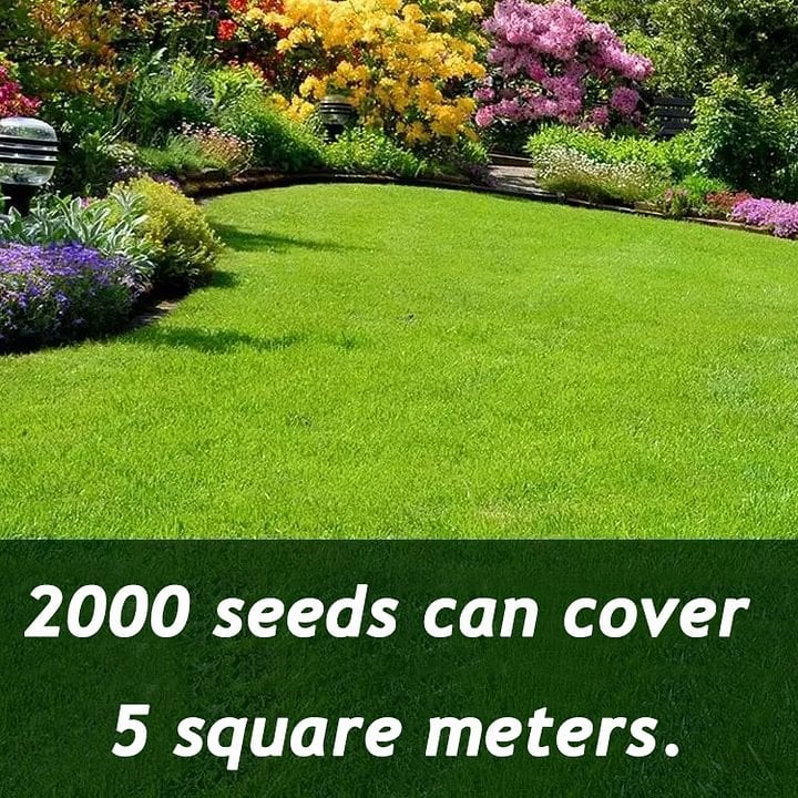 🔥Spring Special Offer 59% OFF🔥🌱2026 Evergreen Dwarf Grass Seed | For Four Seasons