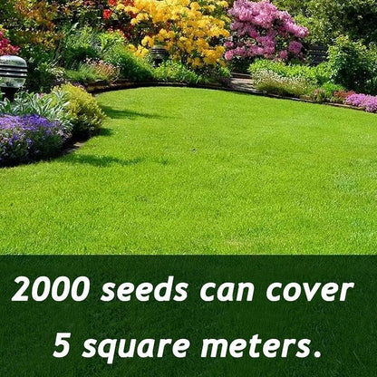 🔥Spring Special Offer 59% OFF🔥🌱2026 Evergreen Dwarf Grass Seed | For Four Seasons