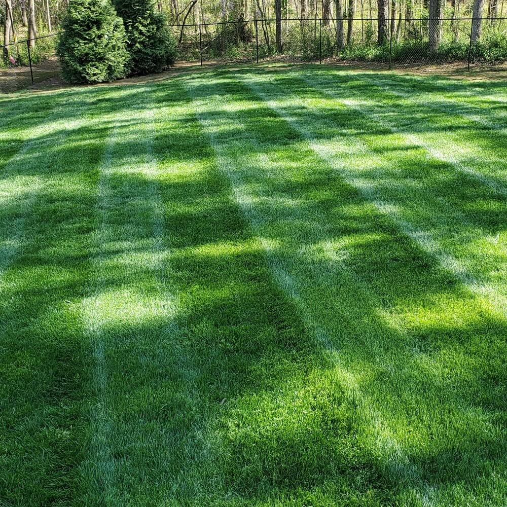 🔥Spring Special Offer 59% OFF🔥🌱2026 Evergreen Dwarf Grass Seed | For Four Seasons