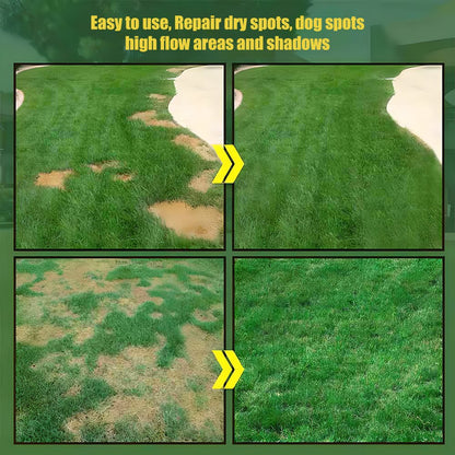 🔥Spring Special Offer 59% OFF🔥🌱2026 Evergreen Dwarf Grass Seed | For Four Seasons