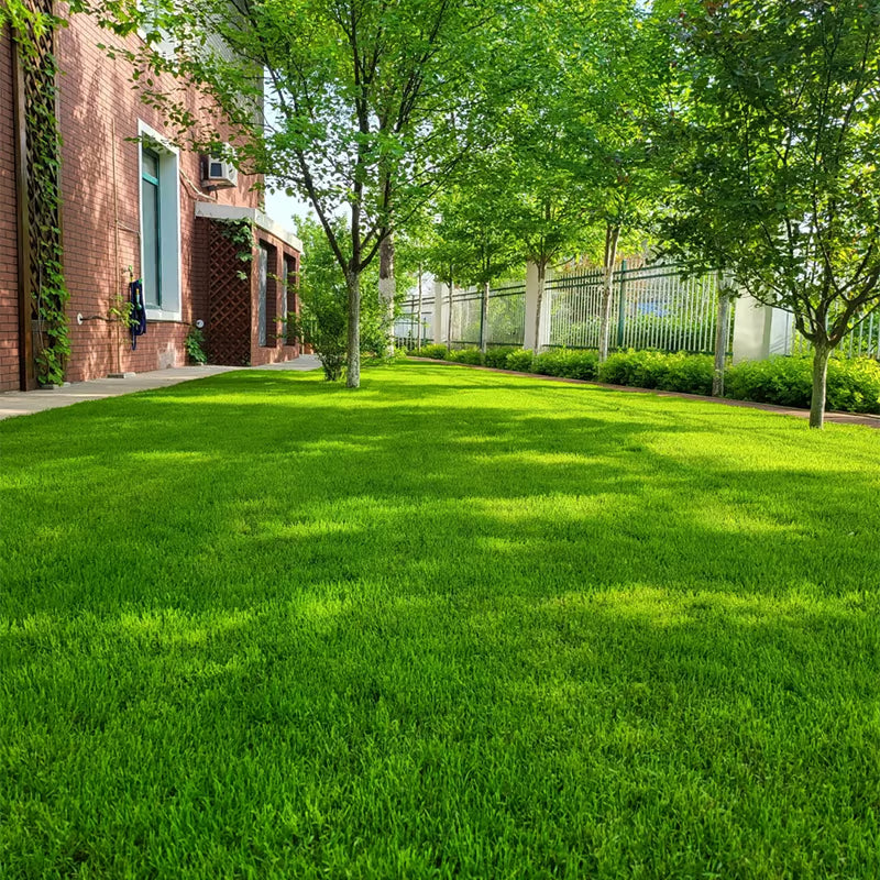 🔥Spring Special Offer 59% OFF🔥🌱2026 Evergreen Dwarf Grass Seed | For Four Seasons