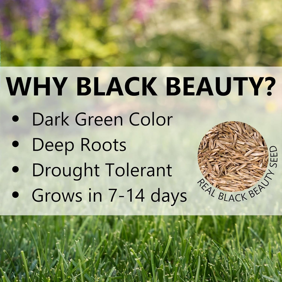 🔥Spring Special Offer 59% OFF🔥🌱2026 Evergreen Dwarf Grass Seed | For Four Seasons