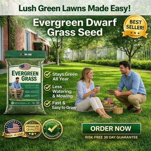 🔥Spring Special Offer 59% OFF🔥🌱2026 Evergreen Dwarf Grass Seed | For Four Seasons